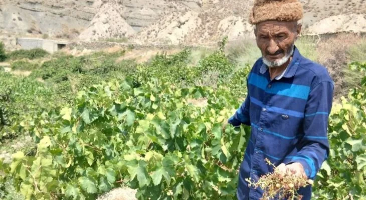 خسارت ۹۰۰ هکتاری مرغ مینا به مزارع کاملینا در خراسان شمالی