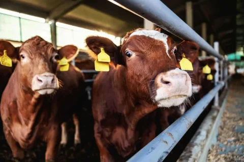 Farmers' Efforts to Stabilize Prices in the Livestock and Pork Market