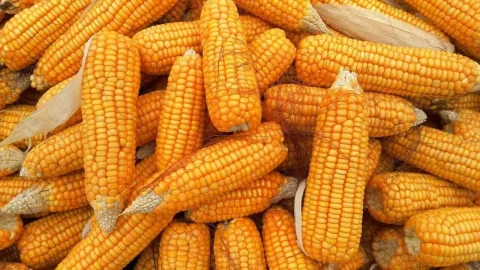 کاهش قیمت آتی ذرت در آخرین ساعات روز چهارشنبه