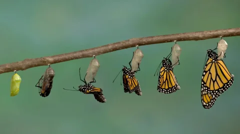 Evolution mit einer verborgenen Richtung: Neue Entdeckung von Wissenschaftlern