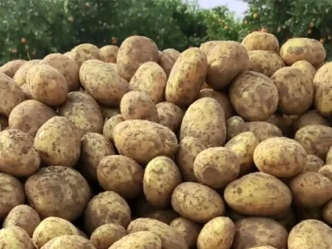بطاطس؛ الأسعار الجديدة وردود الفعل في السوق