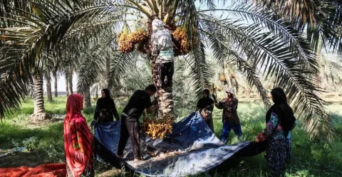جشنواره خرما و نخل در کارون با یک میلیون نخل آغاز می‌شود