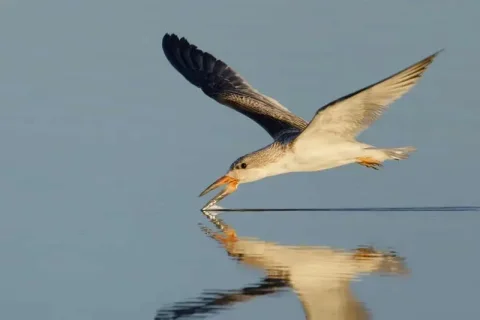 پرهام پوراحمد، عکاس ۱۶ ساله ایرانی برنده جایزه عکاس جوان پرندگان شد