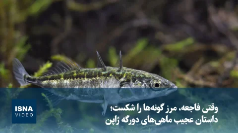 سونامی ۲۰۱۱ ژاپن و تولد ماهی‌های دورگه؛ مرز گونه‌ها چگونه شکسته شد