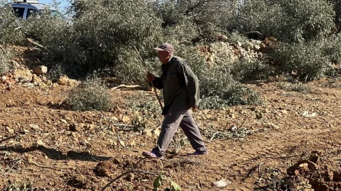 ارتش صهیونیستی درختان زیتون فلسطینیان را در کرانه باختری ریشه‌کن می‌کند