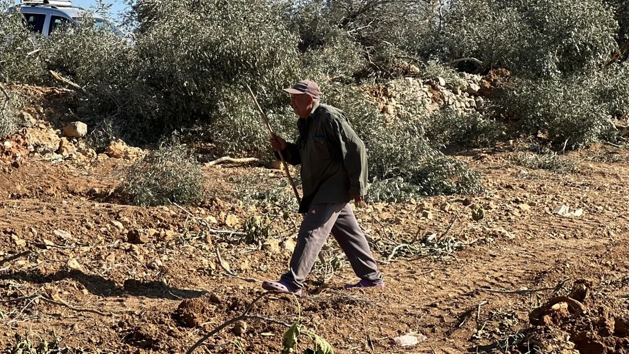 ارتش صهیونیستی درختان زیتون فلسطینیان را در کرانه باختری ریشه‌کن می‌کند