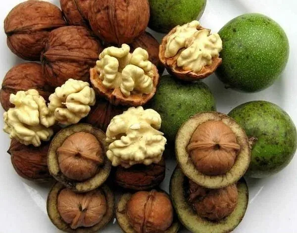 خشک کردن گردو سبز با ۵ روش موثر و کاربردی